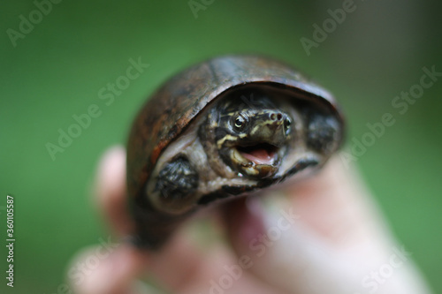turtle, musk turtle, Sternotherus odoratus