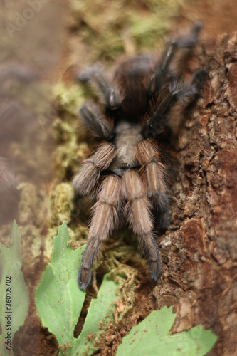 tarantula, arizona blonde, Aphonopelma chalcodes