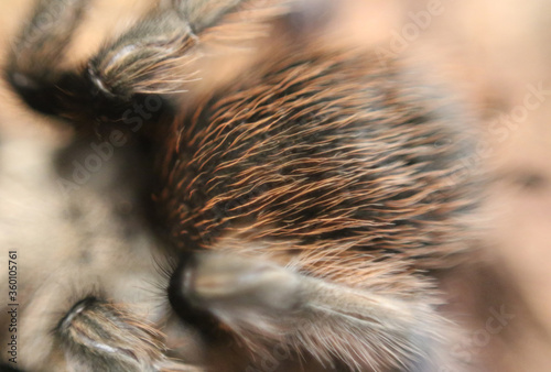 tarantula close up of abdomen