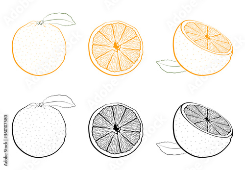juicy fresh orange whole and cutaway. Set of black and white and color images of tropical fruit. Isolated vector on white background