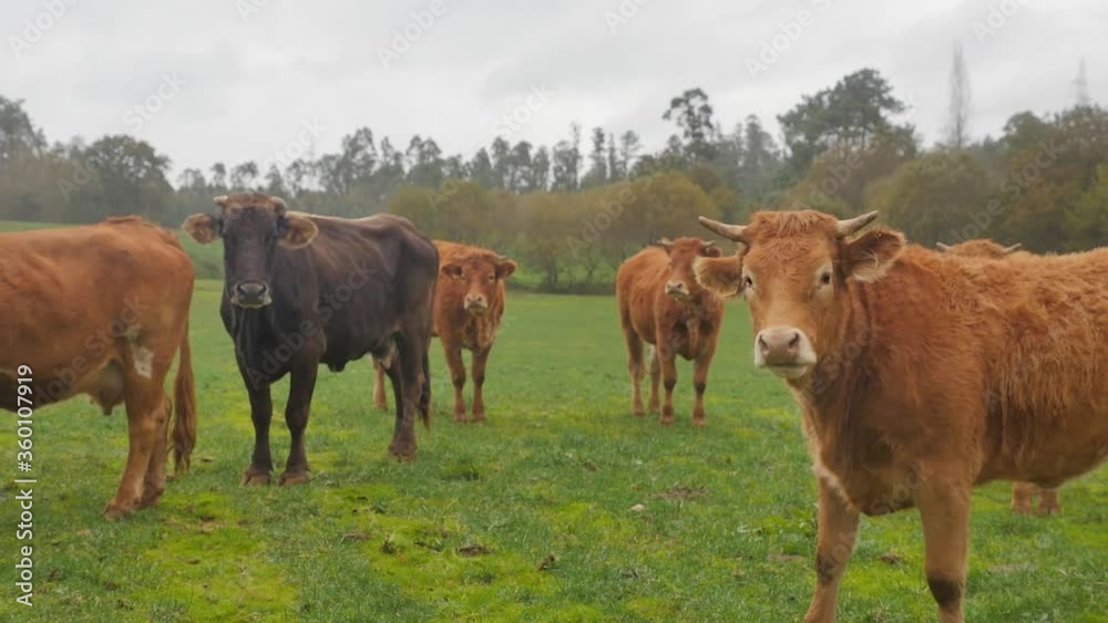 Curious black cow and brown cows standing on green pasture. Milk farm background. Curious black cow and brown cows standing on green pasture. Milk farm background.