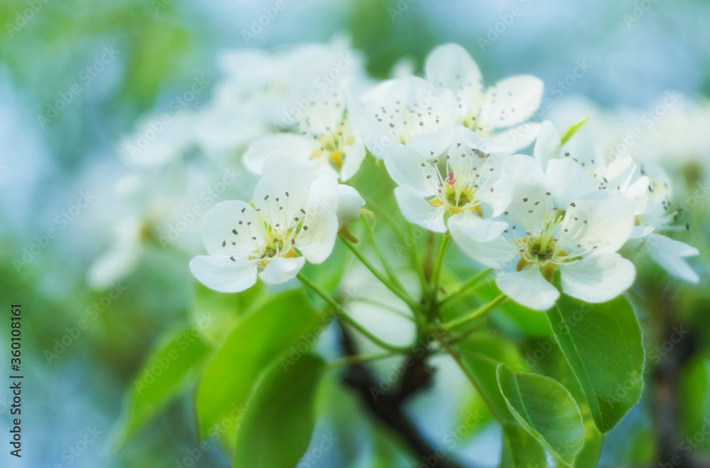 white flowers of apple tree
