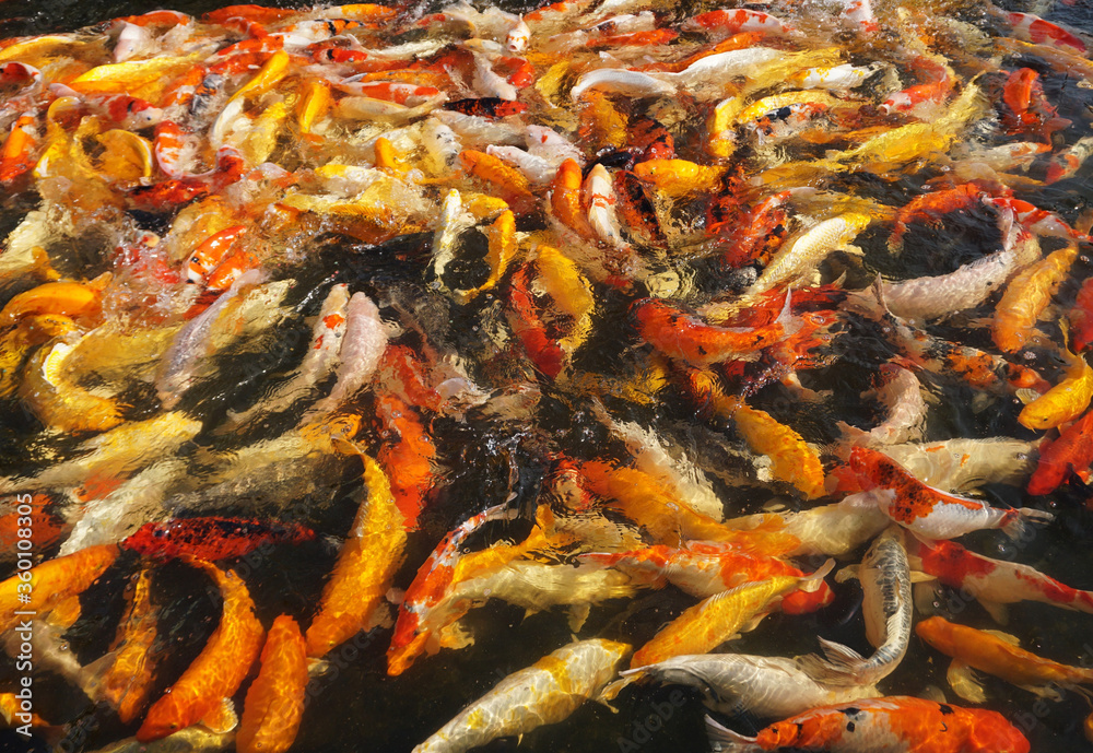 A lot of Koi Carps. Koi carp fish swimming in black pond background A lot of Koi Carps. Koi carp fish swimming in black pond background