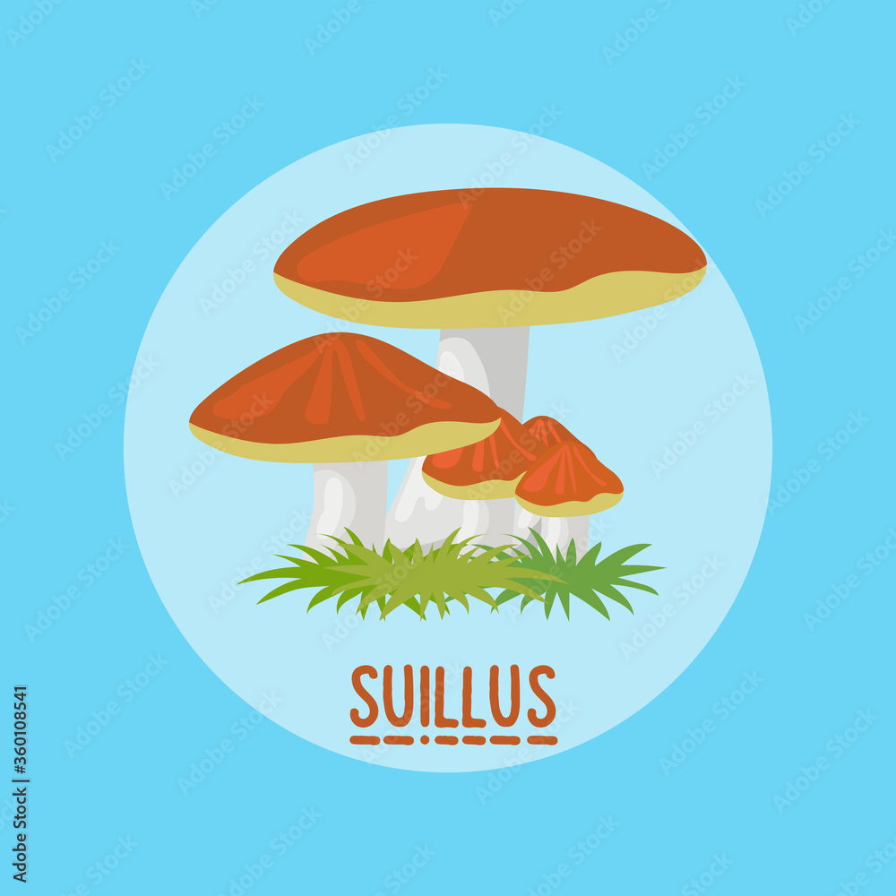 edible suillus mushrooms banner. vector illustration
edible suillus mushrooms banner. vector illustration