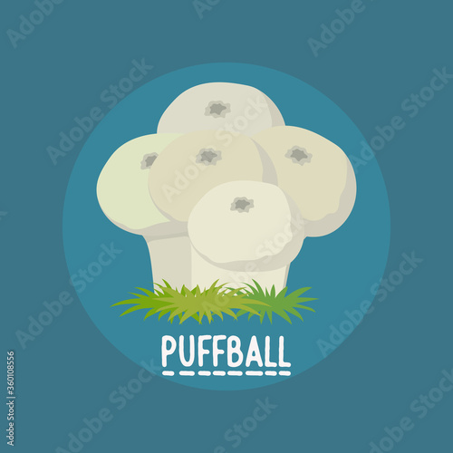 edible puffball mushrooms banner. vector illustration 
