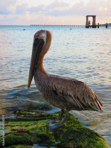 pelican on the pier