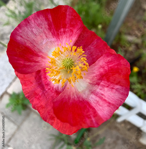 red poppy flower