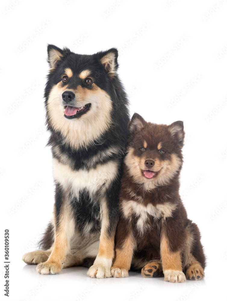  puppy and adult Finnish Lapphund