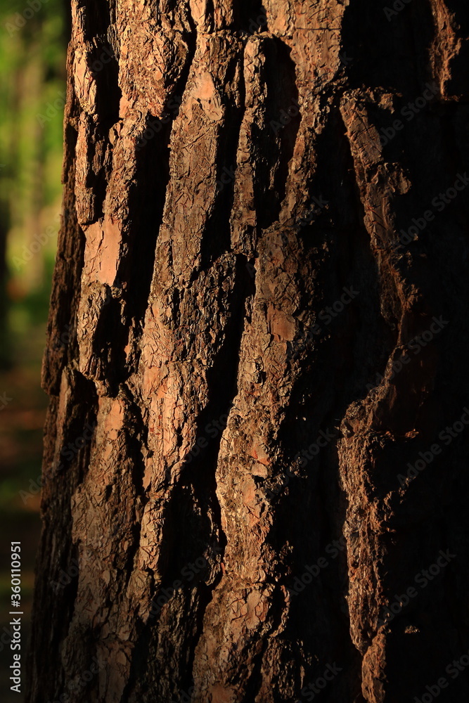 Beautifully lightened aged woods' skin Beautifully lightened aged woods' skin