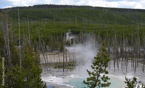 Late Spring in Yellowstone National Park: Steam Plumes Rise from Cistern Spring in the Foreground and Arch Steam Vent on the Hillside in the Back Basin Area of Norris Geyser Basin