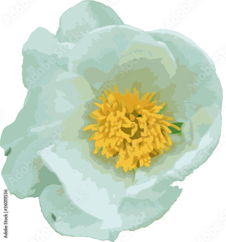 Isolated white peony with yellow stamens