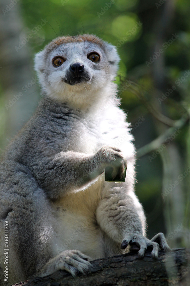 Fototapeta premium Lémurien