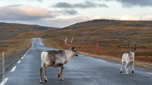 Foto Ren Rangifer tarandus, Finnmark, Norwegen