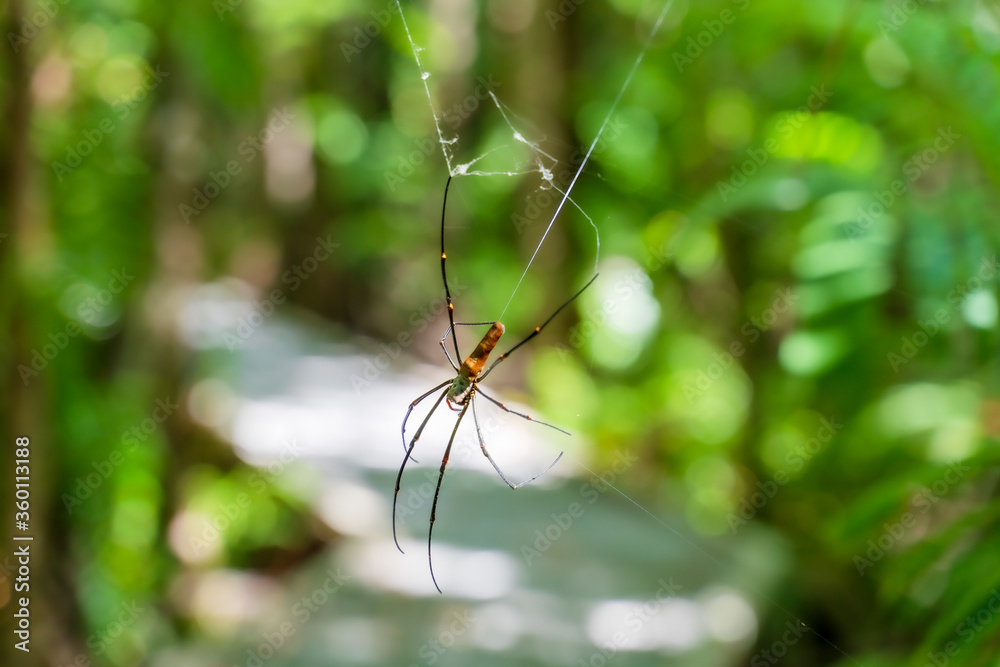 Golden orb web spider (Nephila insignis) at Fogg Dam Conservation Reserve, Middle Point, Northern Territory, Australia. Golden orb web spider (Nephila insignis) at Fogg Dam Conservation Reserve, Middle Point, Northern Territory, Australia.