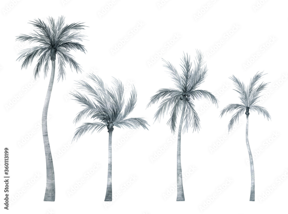 Watercolor palm tree in black and white color isolated on white