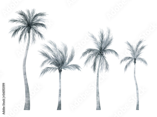 Watercolor palm tree in black and white color isolated on white background. Coconut tree in gently silver color. Vintage illustration elements. Floral jungle.