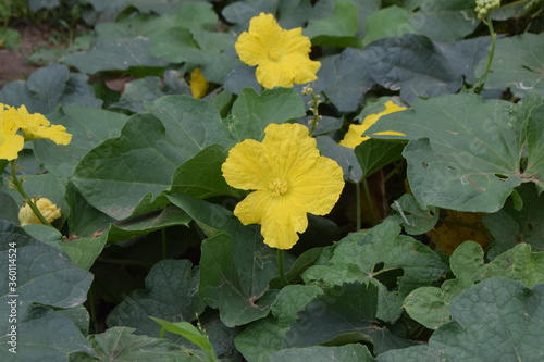 yellow flowers in the garden