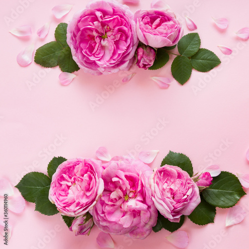 Greeting card, pink roses template in flat lay style with place for your text,  pink background