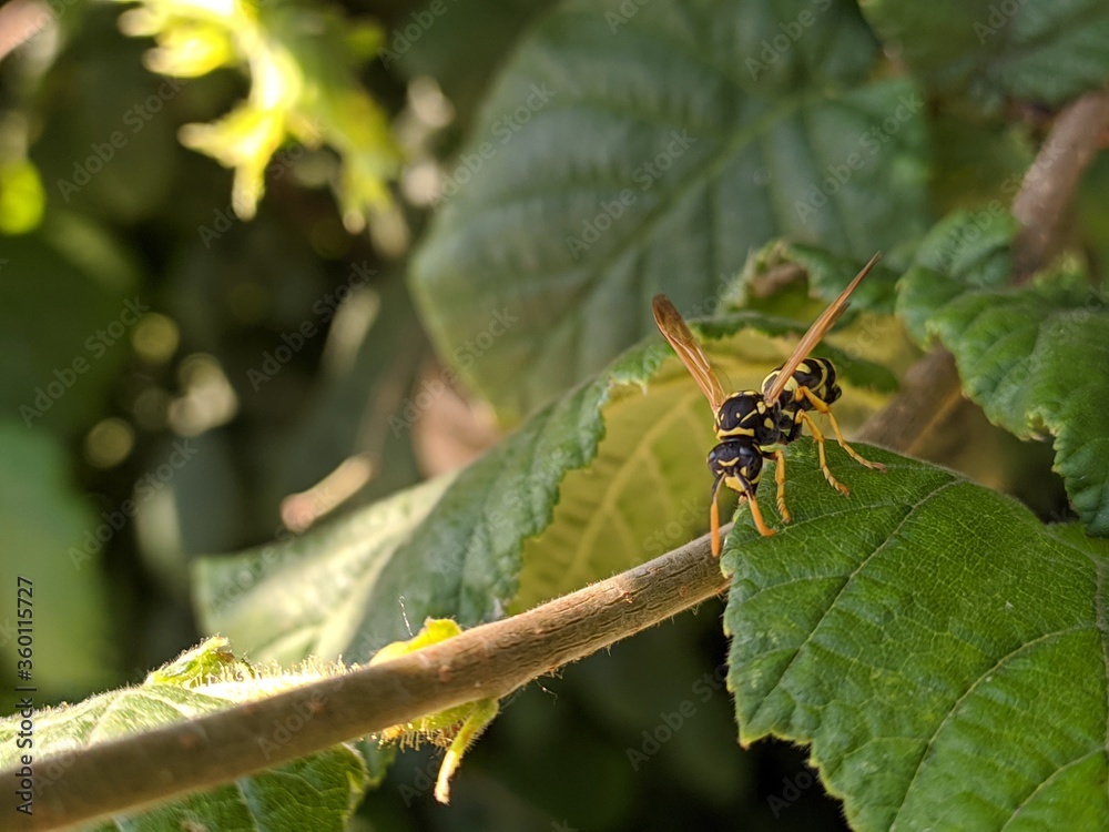 wasp on a leaf wasp on a leaf