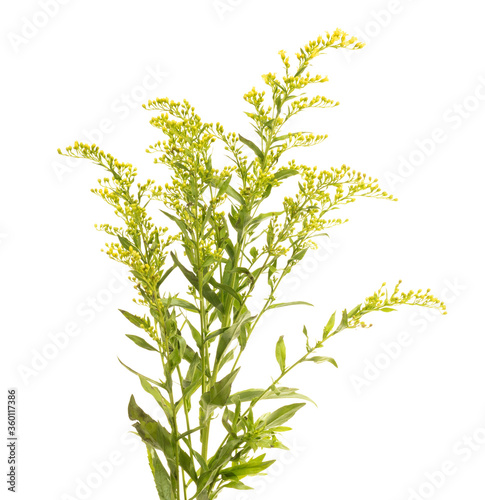 Fresh yellow flower on a white background