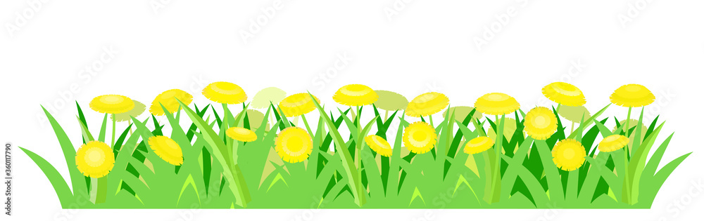 Fototapeta premium Yellow dandelions. Isolated vector illustration. Wild meadow flowers. Cartoon style. Background image.
