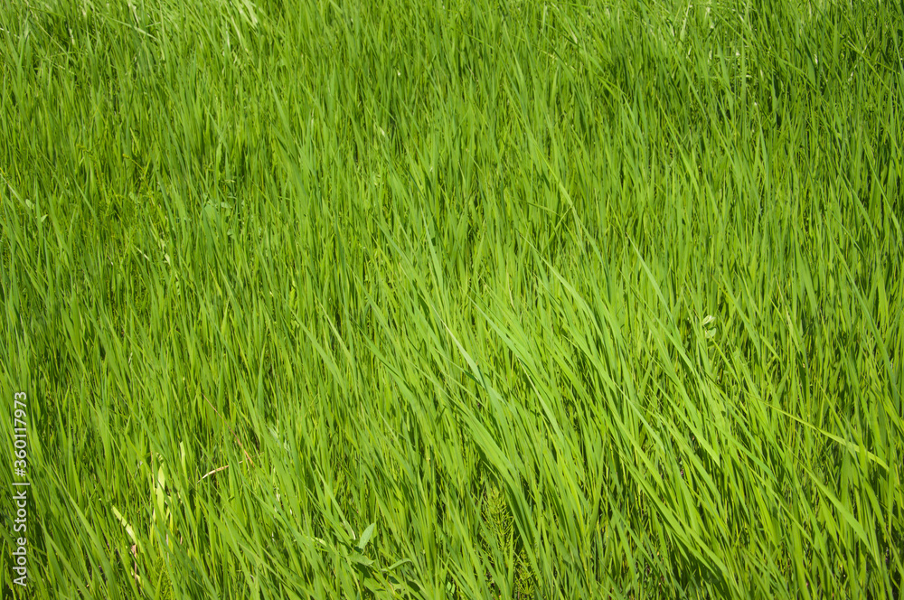 Abstract background with vivid green grass for your design