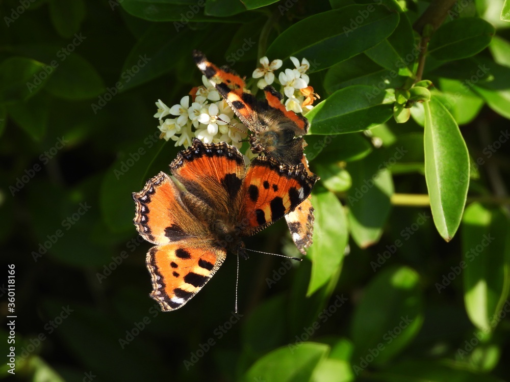 butterfly on a flower (small tortoiseshell butteryfly) butterfly on a flower (small tortoiseshell butteryfly)