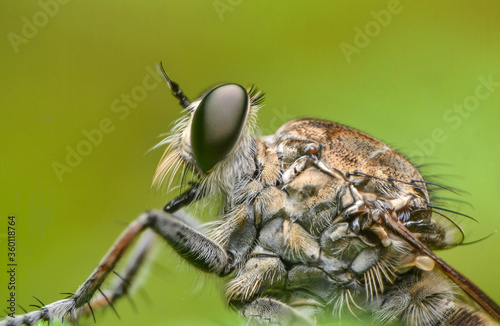 beautiful closeup photos of insects