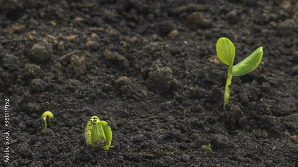 Growing green cucumber plant time lapse. Timelapse seed growing, Closeup nature agriculture shoot. Vegetable sprouting from the ground.