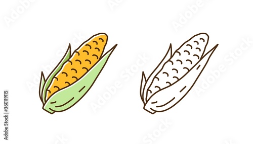 Set of fresh corn in cob colorful line art and outline monochrome style. Natu...