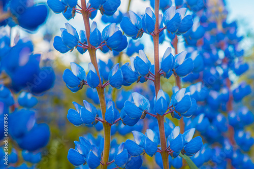 blue flowers wallpaper