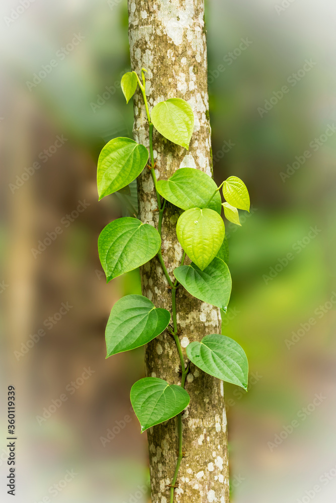 Obraz premium Black pepper plant on the tree.