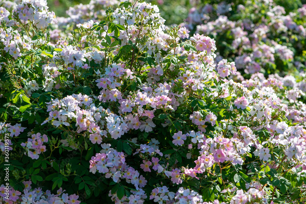 Rose variety Maria Magdalena flowering in a garden. Rose variety Maria Magdalena flowering in a garden.
