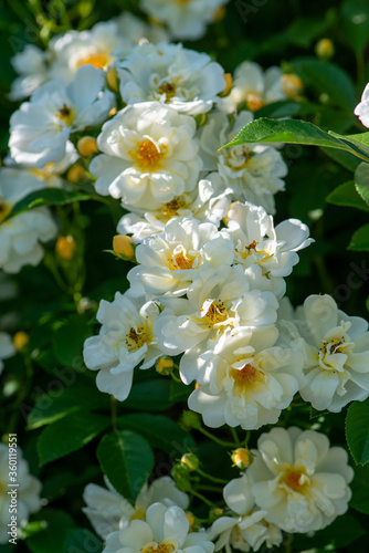 Rose variety Semiplena flowering in a garden.