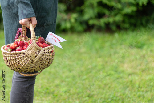 Basket of strawberries in the hands of a girl on a green meadow. Strawberry jam season