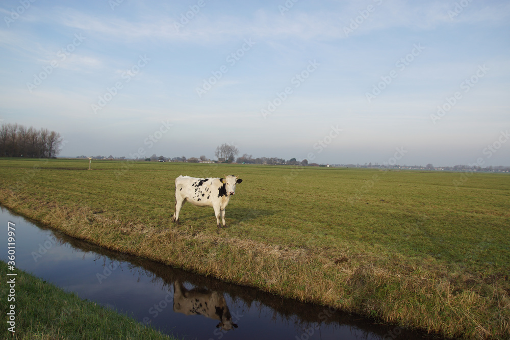 Fototapeta premium Pasture landscape. A white and black cow in the meadow reflected in the ditch in the Netherlands. September, near the Dutch village of Bergen. 