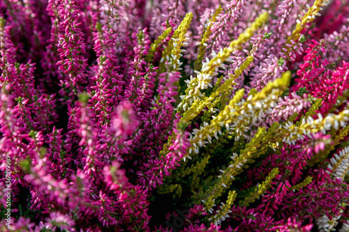 Beautiful red, white and pink heather blossoms closeup. Autumn flowers heather background.