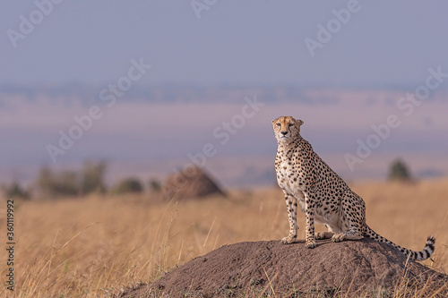cheetah on the mount