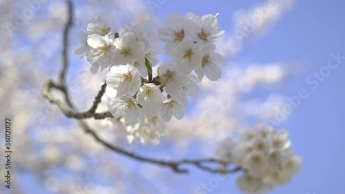 Japanese cherry blossoms 9