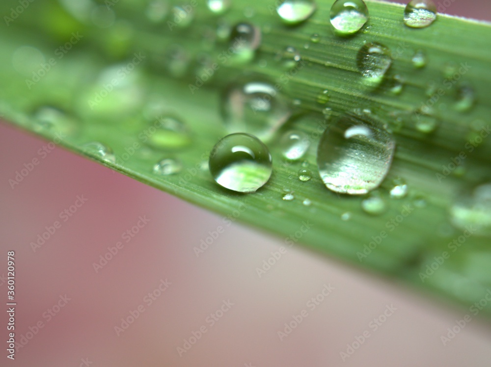 Closeup water drops on green leaf on pink blurred background ,droplets for background, macro image ,sweet color for card design and soft focus ,abstract background Closeup water drops on green leaf on pink blurred background ,droplets for background, macro image ,sweet color for card design and soft focus ,abstract background