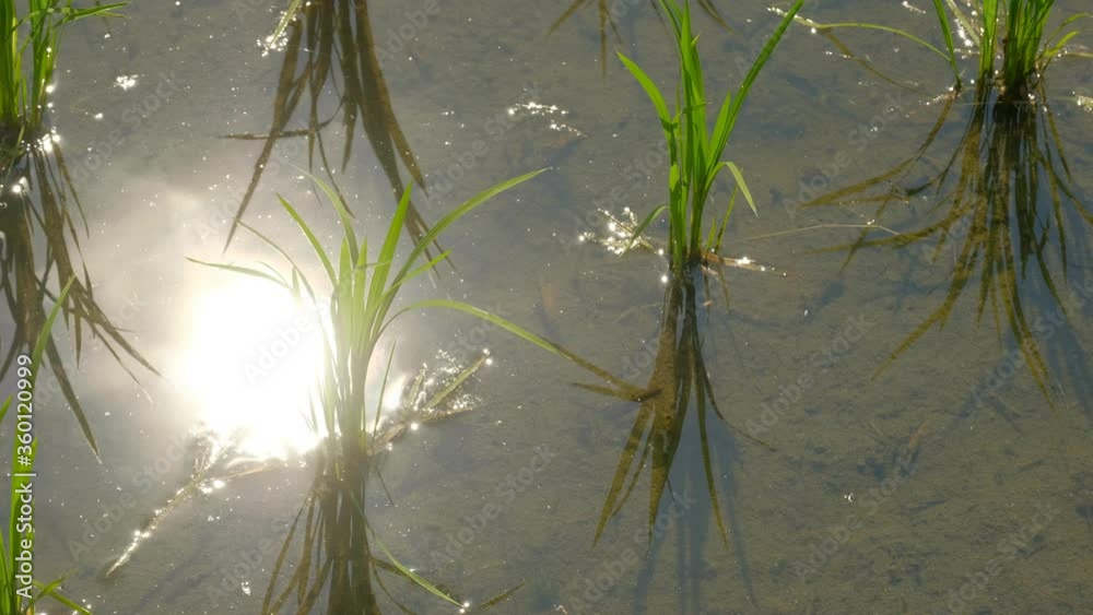 【動画素材】田植えの後の稲　水田　初夏