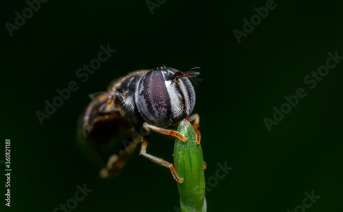 beautiful closeup photos of insects