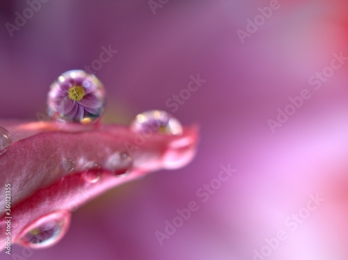 Closeup water drops on pink petals of desert rose flower, droplets on plants and blurred background ,soft focus , macro image ,sweet color for card design