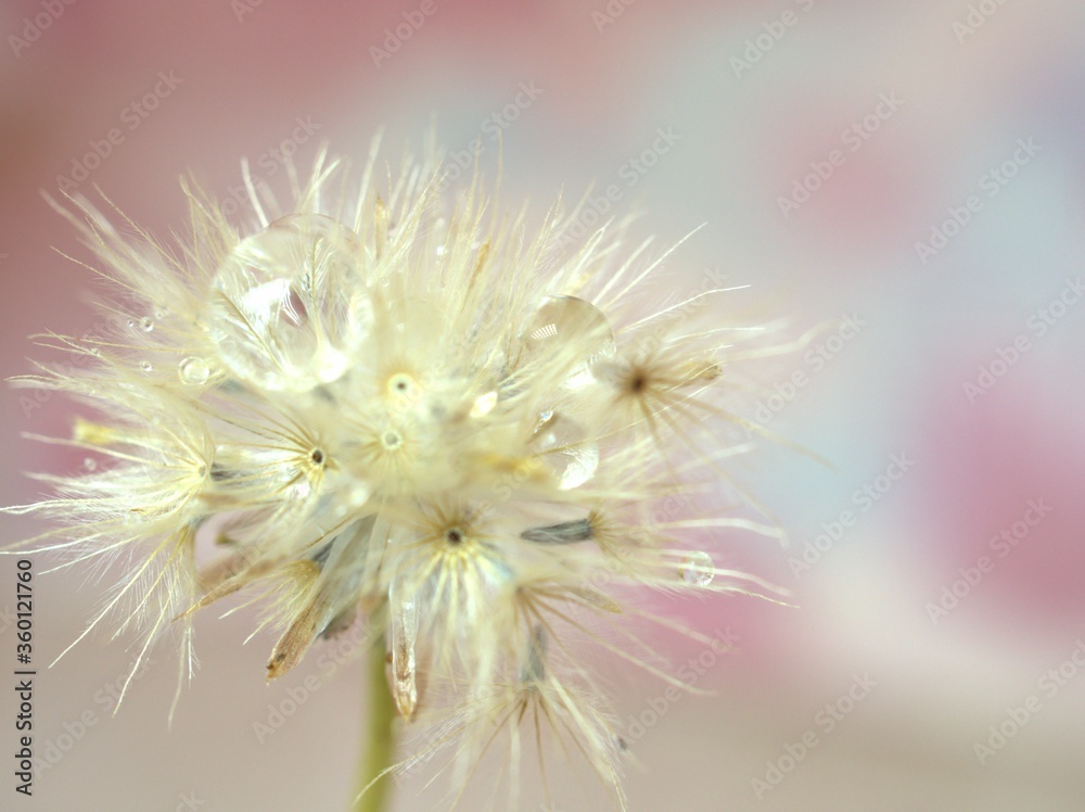 close up of a white dry flowers seeds with water droplets on pink blurred background and soft focus  ,macro image sweet color for card design ,wallpaper, bright sweet background
