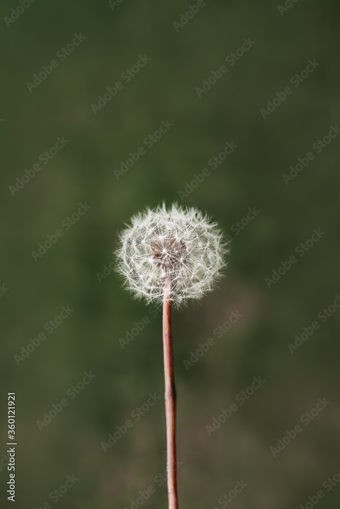 Obraz premium White dandelion on a green background