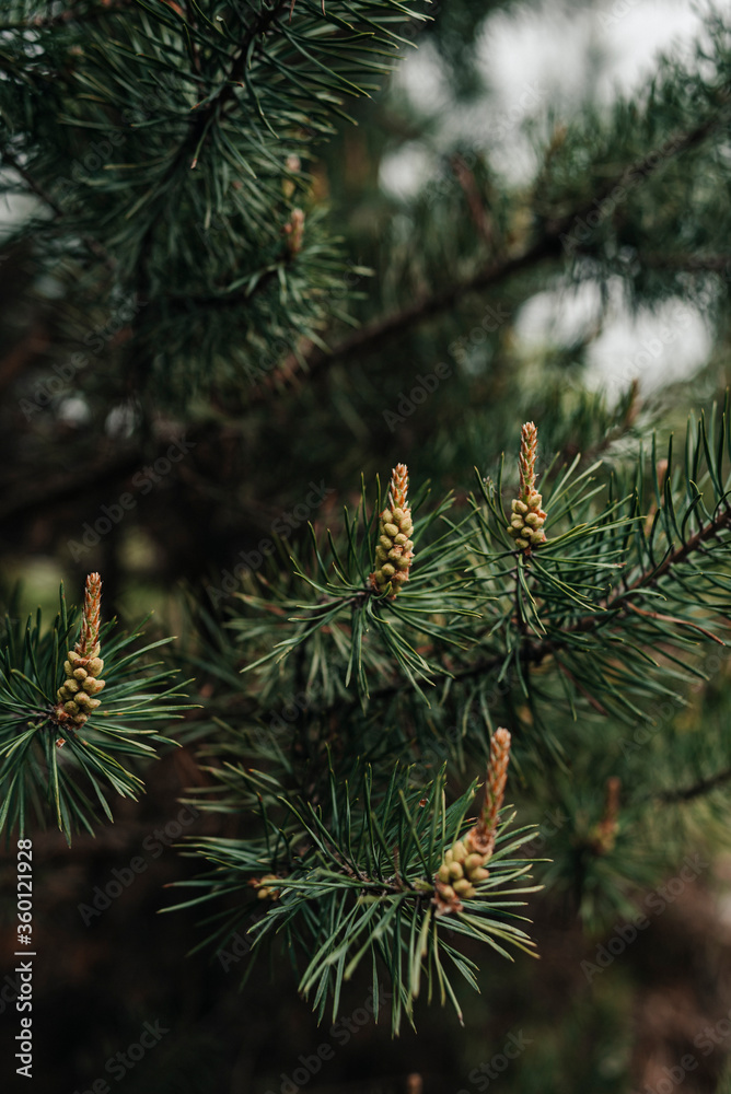 Green pine branches with cones in the forest in warm spring Green pine branches with cones in the forest in warm spring