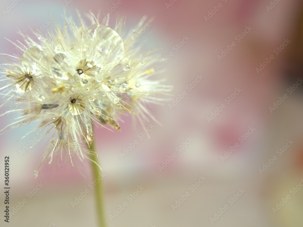 Fototapeta premium close up of a white dry flowers seeds with water droplets on pink blurred background and soft focus ,macro image sweet color for card design ,wallpaper, bright sweet background
