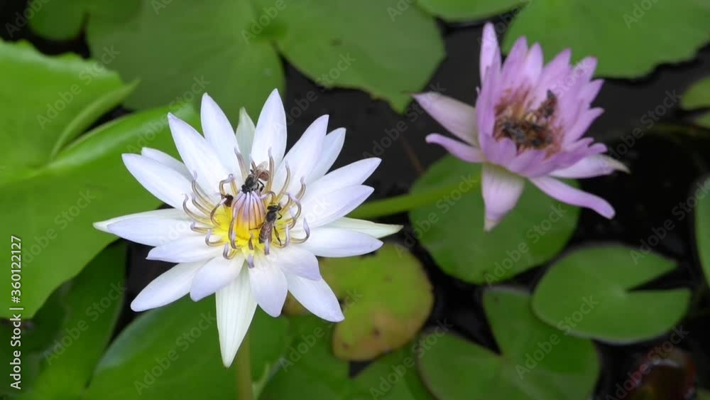 Beautiful white,pink water lilies with green leaves and bees and fly inside of lotus. Beautiful white,pink water lilies with green leaves and bees and fly inside of lotus.