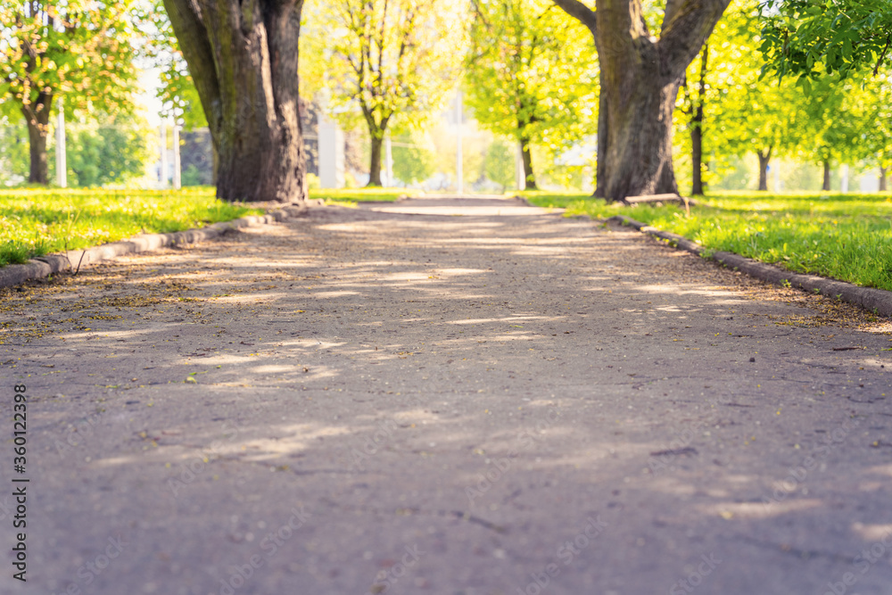 Fototapeta premium Alleys and lawns of the park on a sunny day, soft focus, focus to the foreground, blurry background