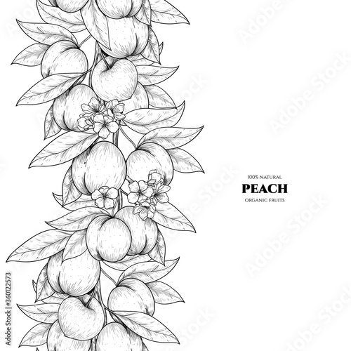 Vector frame with peach. Hand drawn. Vintage style